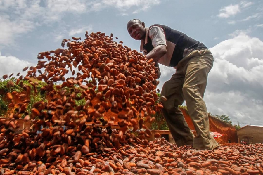 Côte d’Ivoire : la flambée des prix révèle les fragilités structurelles du modèle ivoirien sur la commercialisation du cacao