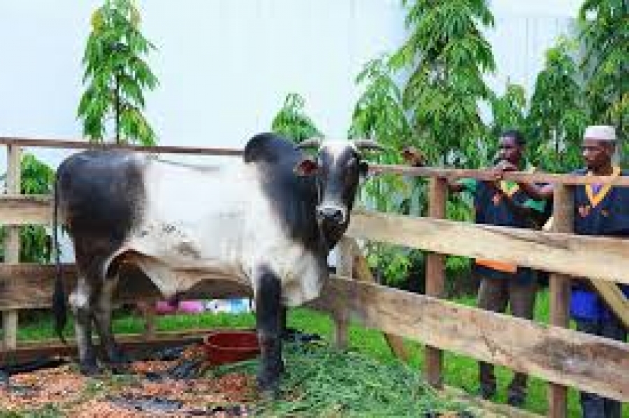 Côte d&#039;Ivoire/La 3ème édition du SELAB LIVESTOCK SHOW : les acteurs du secteur de l&#039;élevage se retrouvent au Parc des expositions d&#039;Abidjan