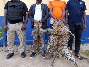 Côte d&#039;Ivoire : deux individus interpellés pour trafic de peaux de panthères et de vautours à Bouaké