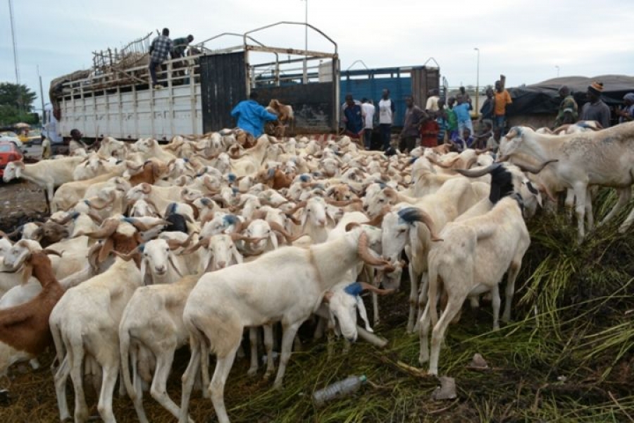 Côte d’Ivoire-Tabaski 2025 : le Sud-Comoé s’impose avec son marché géant de petits ruminants
