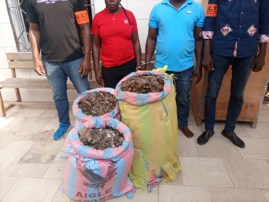 Côte d’Ivoire : Deux trafiquants d’écailles de pangolins interpellés à Yopougon avec 122 kg d’écailles de pangolins