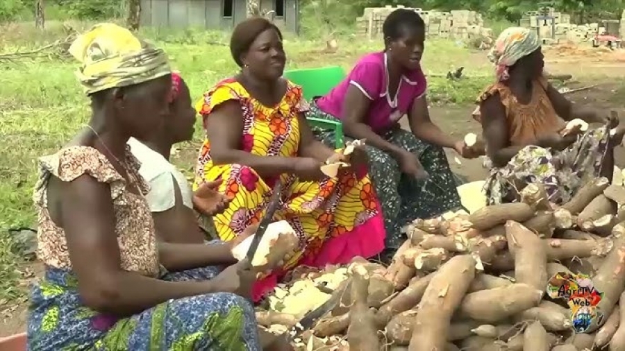 Côte d&#039;Ivoire/Manioc : des chercheurs invitent à la certification des semences