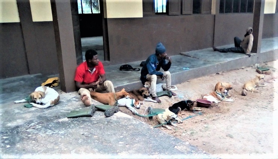 Côte d’Ivoire : Des braconniers arrêté avec leurs chiens de chasse