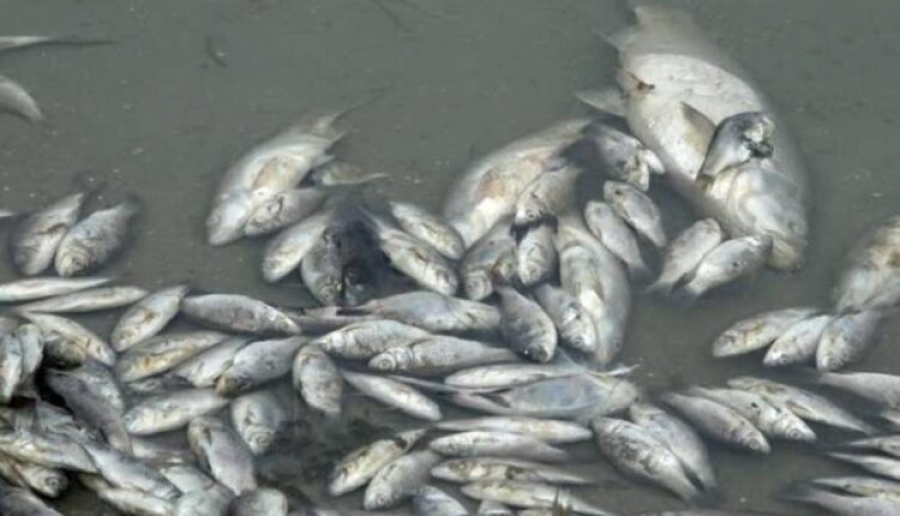 Côte d’Ivoire : des poissons(tilapias) morts découverts dans la lagune  Ouladine dans les secteurs de Modeste et Gbamelé(Grand-Bassam)