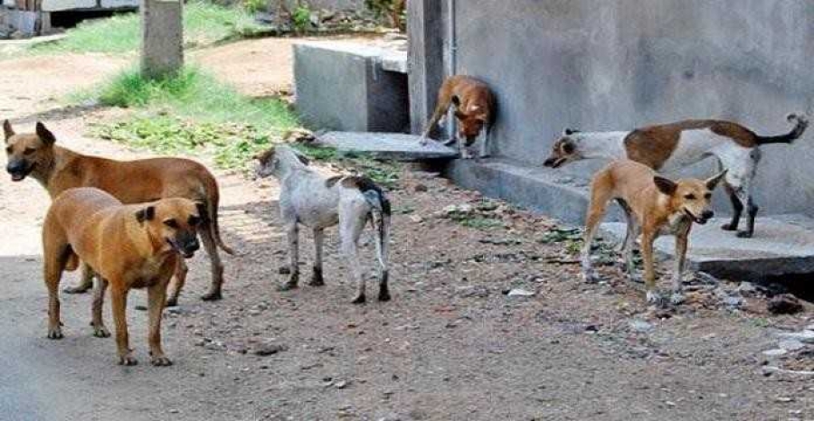 Côte d’Ivoire :  877 personnes mordues par des chiens et 2 cas confirmés de rage animale dans la commune d’Abobo en 2025(ministre)
