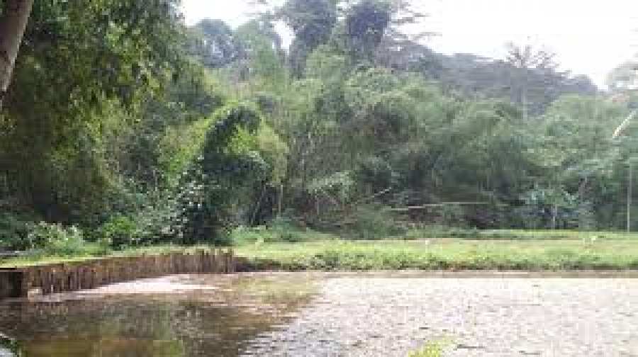 Côte d’Ivoire: faire passer la couverture forestière de 9,3 % en 2020 à 20 % d’ici à 2030 pour la restauration du patrimoine forestier ivoirien