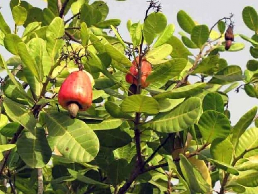 Côte d&#039;Ivoire/Agriculture : le gouvernement fixe à 5 % le droit unique de sortie sur la noix de cajou