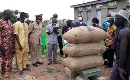Côte d’Ivoire / Noix de cajou : Campagne 2020: Vente groupée au prix garanti à Niakara