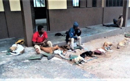 Côte d’Ivoire : Des braconniers arrêté avec leurs chiens de chasse