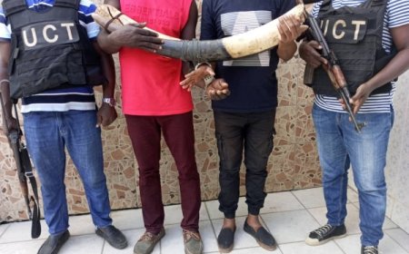 Côte d’Ivoire : 2 présumés trafiquants d’animaux interpellés avec 2 pointes d’ivoires d’éléphant à Yopougon