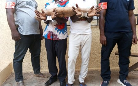 Côte d’Ivoire/ Soubré : Deux présumés trafiquants d’animaux interpellés avec 2 pointes d’ivoires d’éléphants