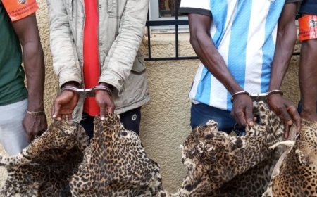 Côte d’Ivoire: Deux présumés trafiquants d’animaux interpellés avec 4 peaux de panthères à Soubré