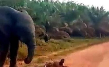 Grand-Lahou : Un éléphant sème la terreur sur l’axe Yocoboué-Divo