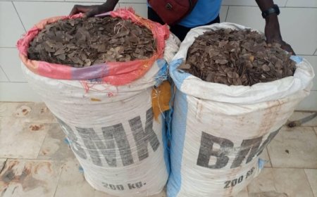 Guiglo : Deux trafiquants d’animaux mis aux arrêts avec 153 kilogrammes d’écailles de pangolins