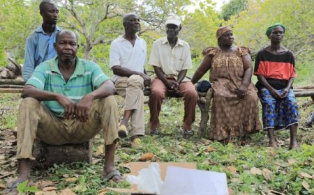 Revue à mi-parcours du PPCA : la réhabilitation des vergers d’anacardes triple la production des acteurs ruraux