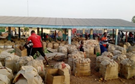 Economie: Un nouveau commerce juteux de mangues à Sinematiali