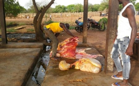 Côte d’Ivoire : Voici les conditions d'hygiène à l'abattoir de Doropo