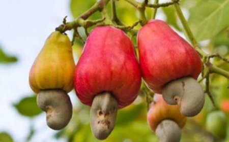 Côte d’Ivoire : La filière de l’anacarde à Bondoukou fortement impactée par le COVID-19