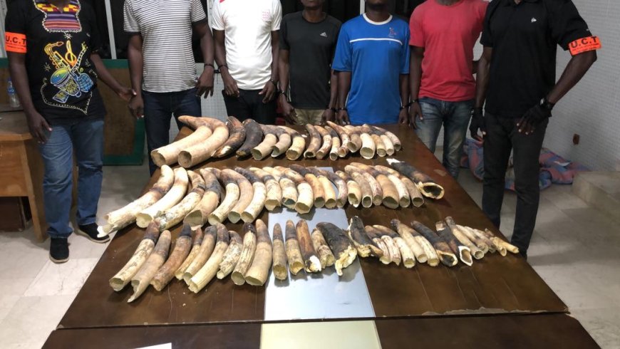 Côte d’Ivoire-Trafic d’espèces protégées : dix personnes interpellées avec sept peaux de panthère, 6 crânes de panthères et 40 kg d’ivoire