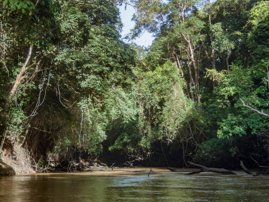 COP30 : le Brésil promet 4 milliards de dollars par an aux pays qui maintiennent leurs forêts intactes