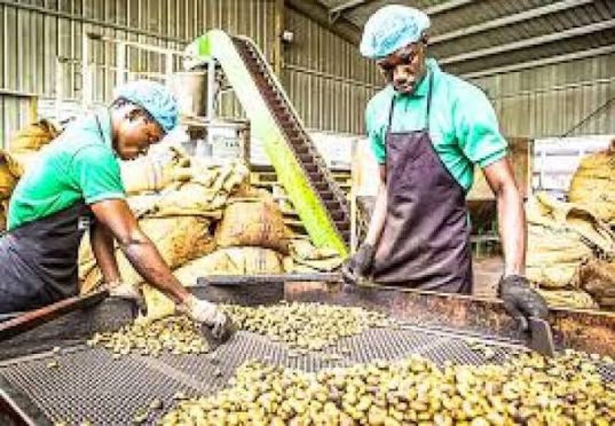 Côte d'Ivoire/Filière cajou : le Conseil du Coton et de l’Anacarde inaugure un pôle agro-industriel au nord du pays