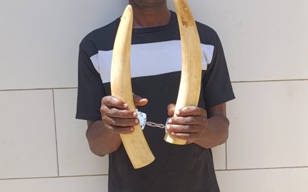 Côte d’Ivoire : arrestation d'un présumé trafiquant d’ivoire d’éléphant à Yopougon