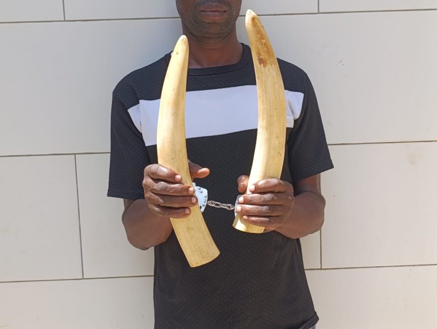 Côte d’Ivoire : arrestation d'un présumé trafiquant d’ivoire d’éléphant à Yopougon