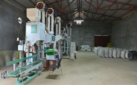 Le riz hybride chinois apporte un nouvel espoir de récolte abondante aux populations guinéennes (REPORTAGE)