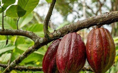 Côte d’Ivoire : des chercheurs ivoiriens trouvent une solution alternative dans la lutte contre la maladie du Swollen Shoot du cacaoyer