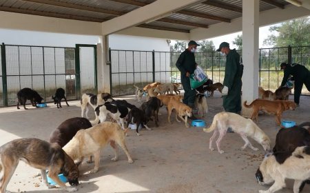 Maroc : le Royaume se dote d’un nouveau cadre juridique pour la protection et la prise en charge des animaux errants