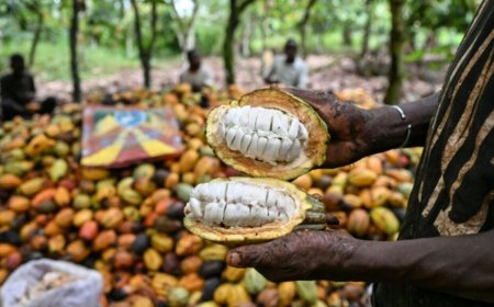 Côte d’Ivoire : le cacao représente plus de 74 % des produits exportés vers les États-Unis(CNS)