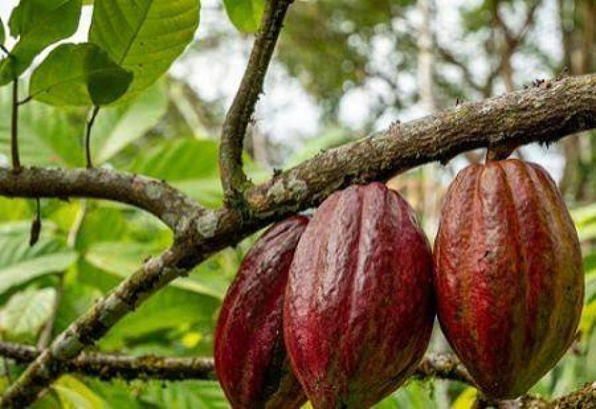 Côte d’Ivoire : des chercheurs ivoiriens trouvent une solution alternative dans la lutte contre la maladie du Swollen Shoot du cacaoyer