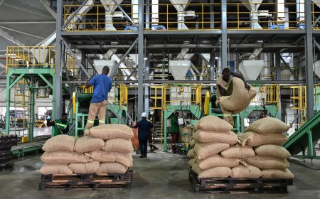Côte d’Ivoire : création de l’Institut du Café et du Cacao pour renforcer le dispositif de recherche